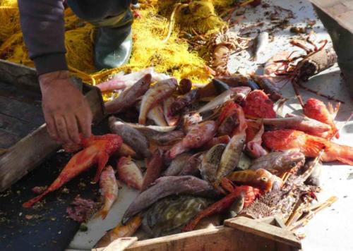 The morning's haul included valuable Skorpina, the red scorpionfish highly prized in Greek kitchens