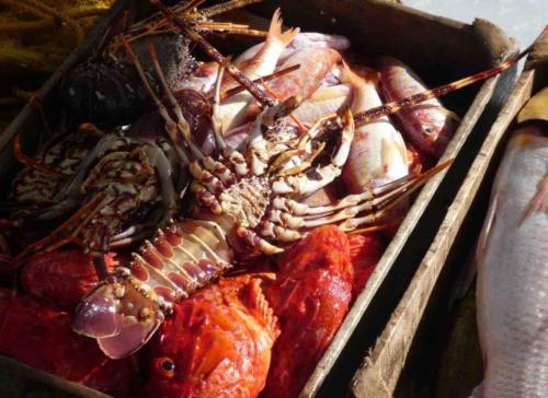 And at least half a dozen lobsters too; all in all, Yannis was happy with what they'd taken