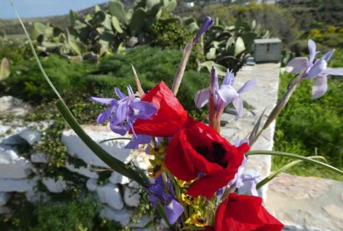 And to top it off, one of the little girls presented us with flowers she'd picked from the field :)
