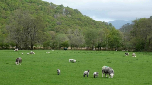 Our visit to the Lake District coincided with lambing season; there were thousands of them in the fields