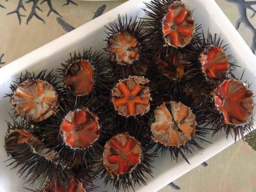 These sea urchins were in the water a couple of hours ago; 10 euros for a dozen (24 halves)