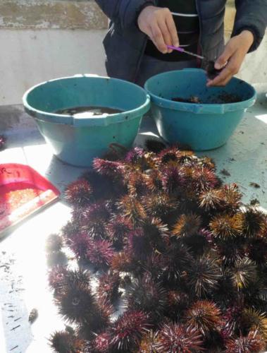 The 'ricci' are rinsed, cut in half and ready for sale; sometimes the sellers can't work fast enough to keep up with the demand 