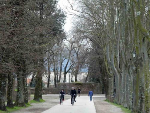 Winter on the circuit around the top of Lucca's medieval defensive wall 