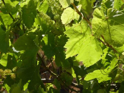 The west is also Sicily's wine region; the city of Marsala is the industry's commercial centre