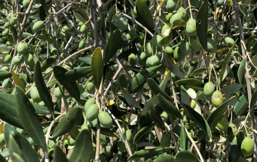 Oil production here ceased around 100AD, but the house itself remained in use for another 500 years - give or take. 