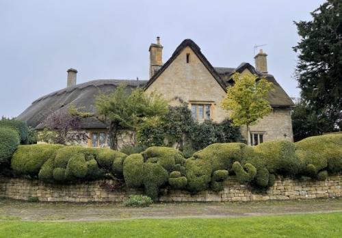 How about this hedge?