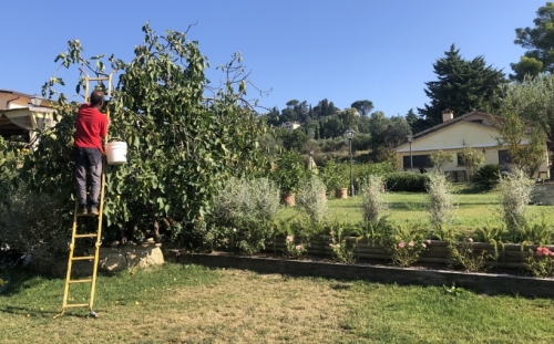 And the sort of place where the breakfast figs are picked and served fresh from the tree.
