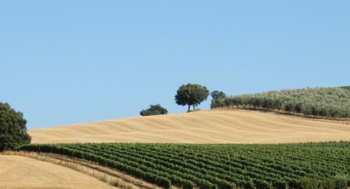 It's an expensive red wine produced only in the vineyards surrounding the town