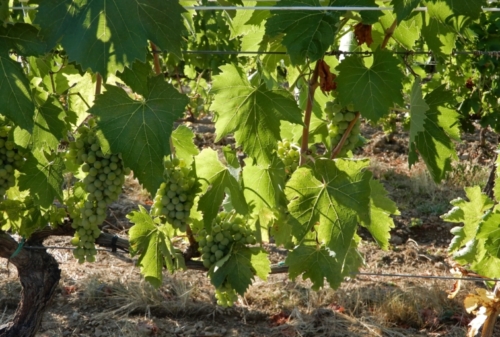 But not just any Sangiovese grapes - Brunello di Montalcino can be made only from a specific and rare clone of the vine