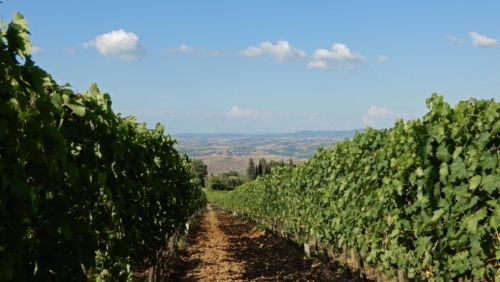 In all there are only 1200 hectares of these special vines