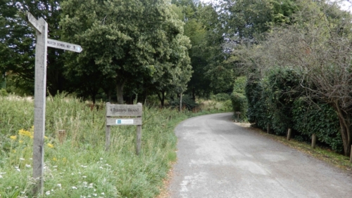 Afternoon walk in Chantry Wood