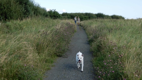 We relished the chance for a beach walk with the puppies, Rosie and Gracie