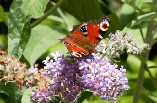 The flowers were like magnets for these Peacock butterflies 