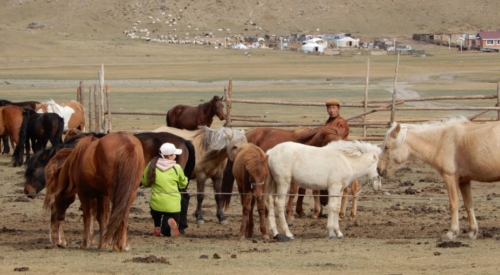 And where the horses are milked many times a day