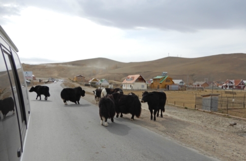 This is a place where you wait while yaks cross the road