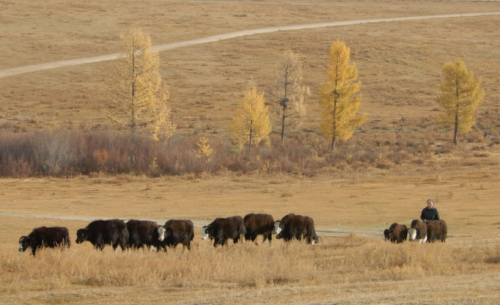 A herder's wealth is determined by the number of animals they own - typically yak, sheep, horses or goats