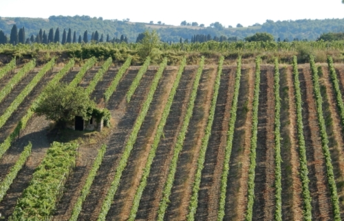 From 100% Sangiovese grapes  