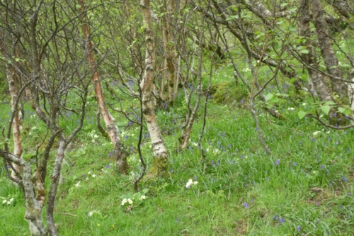 'Take that path down through the wood, past the bluebells and gentians and primroses and you'll come to the pool'