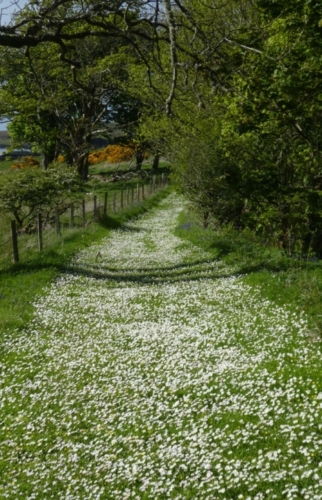 Elsewhere on the island, a path of flowers