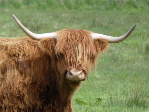 And here's the famous Heilan Coo