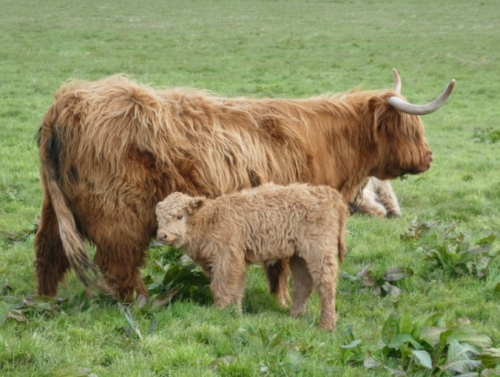 Highland cows are easy to spot with their long horns, long woolly coats 