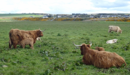 Scottish Highland cattle are said to be the world's oldest registered breed 