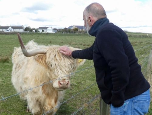 Highland cattle are bred for their prime beef, but we liked them because they were funny and friendly 