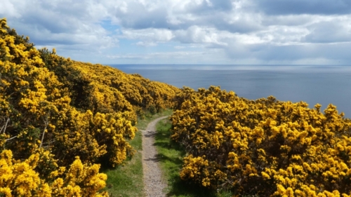 Gorse shrubs in flower; these spectacular yellow blooms lit up the landscape for us in many parts of Scotland - fortunately we're not farmers trying to get rid of the pesky invader
