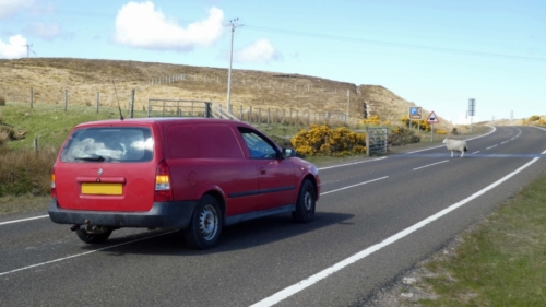 And this was it; one of his ewes had decided the grass was greener on the other side of the road