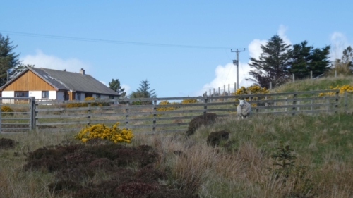 'Ha! Bring it on, puppies! Let's see what you've got.'