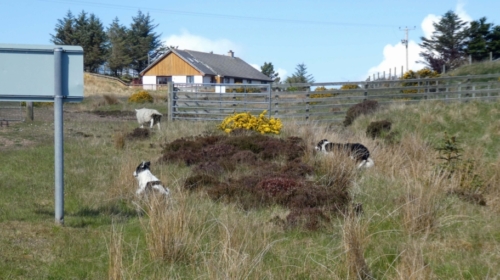 'Oh. That.' And away she scarpered, straight back to the paddock. Job done.